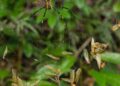 Insect-Derived Foods as Sustainable Sources of Protein and Vitamins