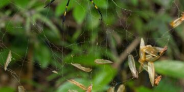 Insect-Derived Foods as Sustainable Sources of Protein and Vitamins