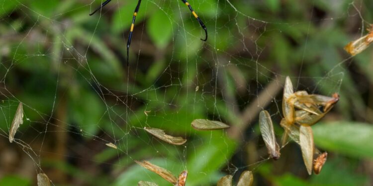 Insect-Derived Foods as Sustainable Sources of Protein and Vitamins