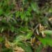 Insect-Derived Foods as Sustainable Sources of Protein and Vitamins