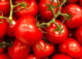 Tomato Troubles: Infestation Drives Prices Sky-High