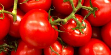 Tomato Troubles: Infestation Drives Prices Sky-High