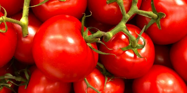 Tomato Troubles: Infestation Drives Prices Sky-High