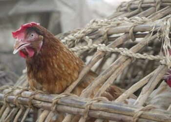 Bird Flu Returns to Gabon: H5N1 Detected in Poultry Market