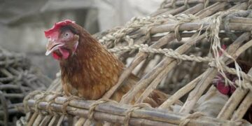 Bird Flu Returns to Gabon: H5N1 Detected in Poultry Market