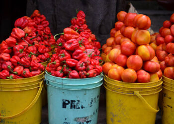 Tomato and Pepper Prices Skyrocket Due to Insecurity!