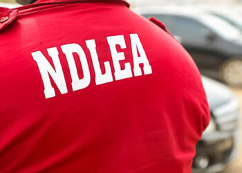 NDLEA Uncovers Snake-Guarded Shrine Storing Drugs in Edo State