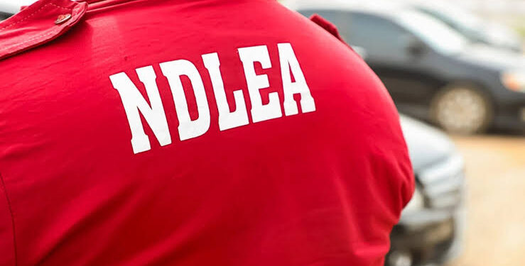 NDLEA Uncovers Snake-Guarded Shrine Storing Drugs in Edo State