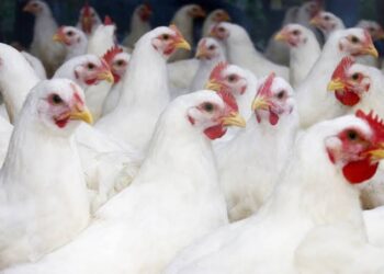 WHO Confirms First Human Death from Bird Flu Subtype in Mexico