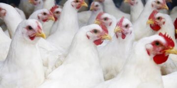 WHO Confirms First Human Death from Bird Flu Subtype in Mexico