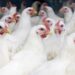 WHO Confirms First Human Death from Bird Flu Subtype in Mexico