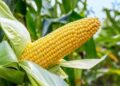 Nigeria Launches Bill Gates-Funded GMO Maize to Boost Agricultural Productivity