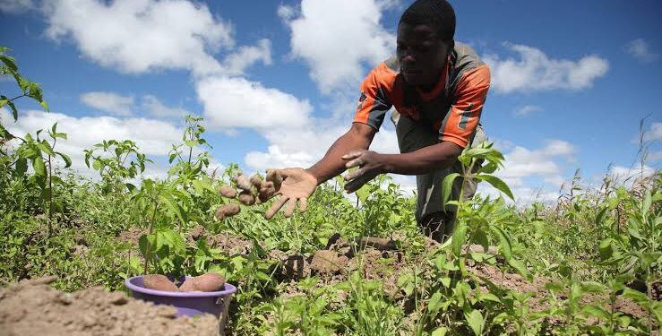 NDDC to support 4,500 rice and cassava farmers