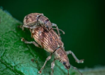 How to Get Rid of Weevils in Your Stored Grains
