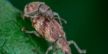 How to Get Rid of Weevils in Your Stored Grains