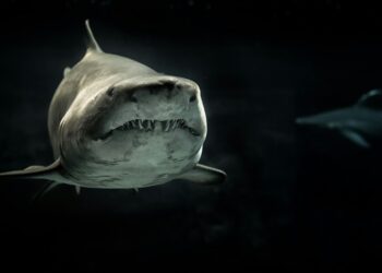 Under Paris: Xavier Gens’ Latest Thriller