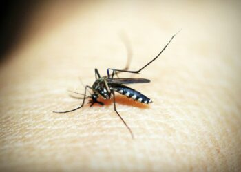 Is Dengue Fever the Next Pandemic? Here’s Why You Should Be Worried