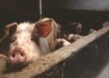 China Launches Anti-Dumping Investigation into EU Pork Imports