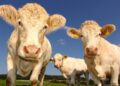 Unexpected Bird Flu Spread To Dairy Cows