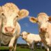 Unexpected Bird Flu Spread To Dairy Cows