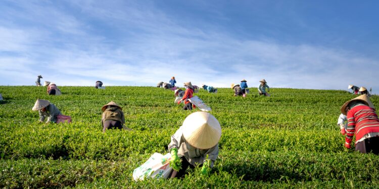 Bambara Nuts: The Superfood Saving Africa From Drought