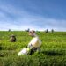 Bambara Nuts: The Superfood Saving Africa From Drought