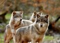 Three Wolves attack tourist in a French zoo