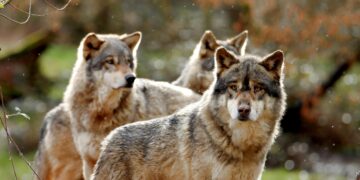 Three Wolves attack tourist in a French zoo