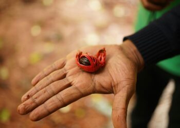 You Can Get High Off Nutmeg – But It’s A Bad Idea, Here’s Why