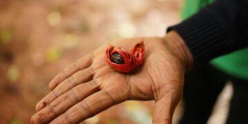 You Can Get High Off Nutmeg – But It’s A Bad Idea, Here’s Why