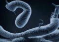 Deworming: How Often Should I Deworm?