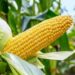 Nigeria Suspends Import Duties, Taxes on Maize, Wheat, Rice, Cowpeas