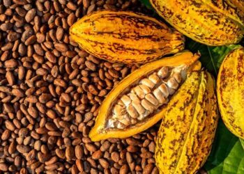 Ivory Coast Cocoa Crop Booms Despite Weather Chaos