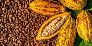 Ivory Coast Cocoa Crop Booms Despite Weather Chaos
