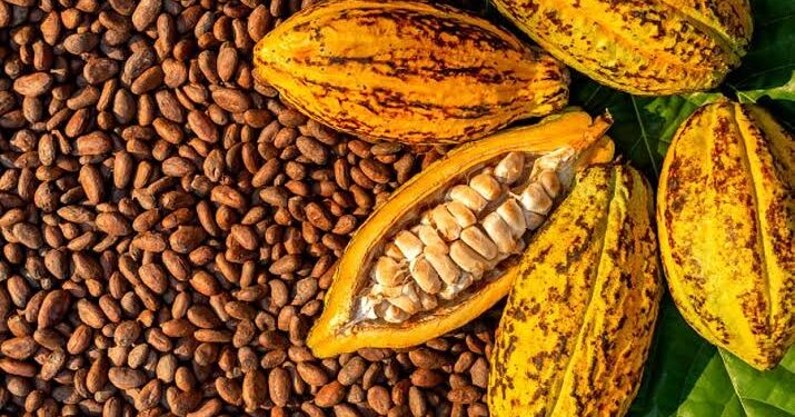 Ivory Coast Cocoa Crop Booms Despite Weather Chaos