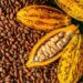 Ivory Coast Cocoa Crop Booms Despite Weather Chaos