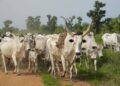 Abia Community Reiterates Ban on Open Grazing of Livestock