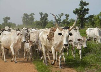 Abia Community Reiterates Ban on Open Grazing of Livestock