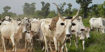 Abia Community Reiterates Ban on Open Grazing of Livestock