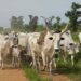 Abia Community Reiterates Ban on Open Grazing of Livestock