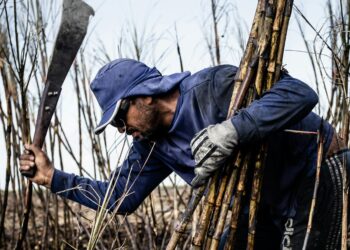 DIY Sugar: How to Extract Sugar from Scratch