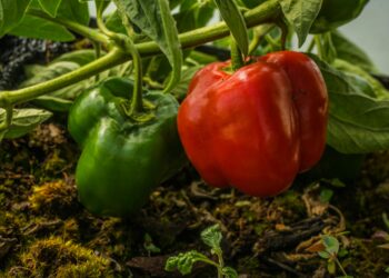How To Choose Between Green Peppers and Red Peppers