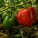 How To Choose Between Green Peppers and Red Peppers