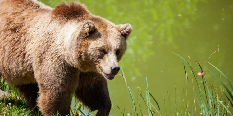 Italian Bear Attack Sends Tourist to Hospital