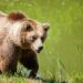 Italian Bear Attack Sends Tourist to Hospital