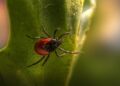 Lyme, The Tick-Borne Disease: Occurrence, Symptoms, and Risk Factors