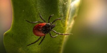 Lyme, The Tick-Borne Disease: Occurrence, Symptoms, and Risk Factors