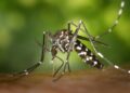 Its Mosquito Season! Over 50 Recorded Cases on West Nile Virus