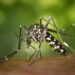 Its Mosquito Season! Over 50 Recorded Cases on West Nile Virus