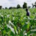 CAN Declares Three-day Fast Due to Lack of Rains in Taraba